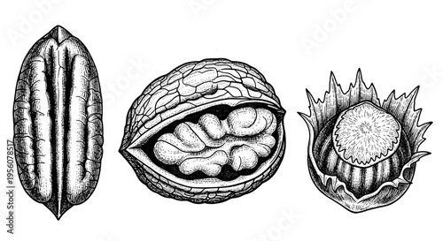 A Detailed Vintage Hand-Drawn Illustration of Pecan, Walnut, and Hazelnut Varieties