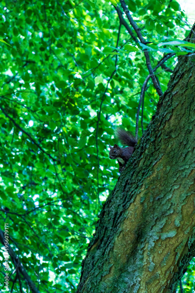 Fototapeta premium View of a red squirrel with brown fur climbing up a tree trunk in a historic botanical garden, with a lush green canopy of leaves in the background on a sunny summer day.