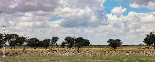 Quadro su tela a Vast herd of springbok (Antidorcas marsupialis) grazing on the open plains of