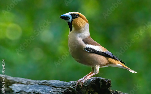 Bild auf Leinwand Adult Hawfinch sitting on the edge of water