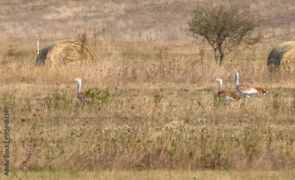 Fototapeta premium Great Bustard flock in Hungarian pusta