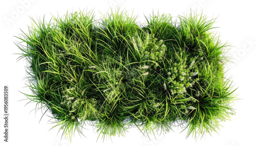 Overhead view of vibrant, textured green grass clump against a black backdrop