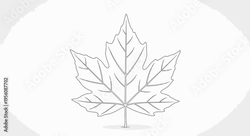 Detailed illustration of a maple leaf.
