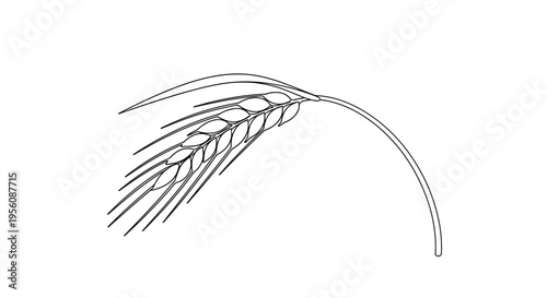 Single wheat grain ear illustration.