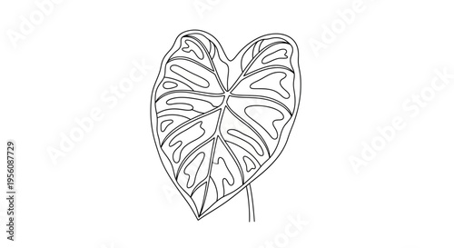 Monstera leaf with detailed patterns.