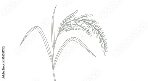 Drawing of a wheat plant.
