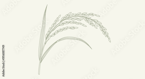 Wheat grain ear agricultural plant.
