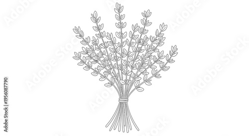 Bunch of dried lavender flowers tied.