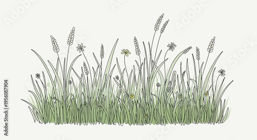 Green grass with seed heads growing.