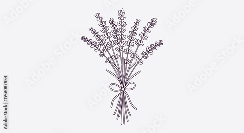 Bouquet of lavender flowers tied.