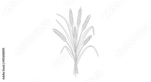Wheat plant with green leaves.