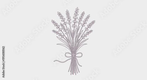 Bouquet of dried lavender flowers tied.