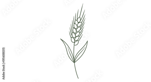 Wheat grain ear with green leaves.