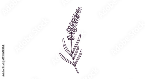 Detailed illustration of a lavender flower.