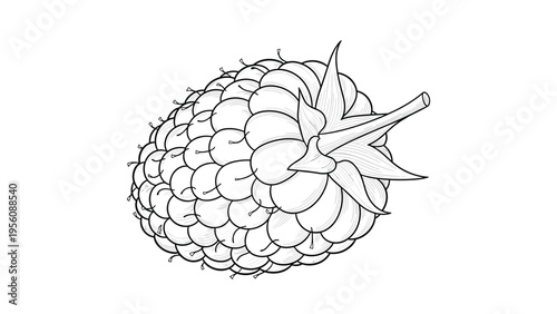 Highly detailed black and white line art engraving style illustration of a fresh raspberry fruit with a stem and leaves.