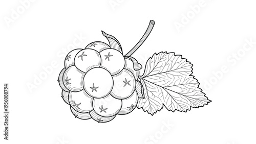 Detailed botanical sketch of a cloudberry fruit with its leaf in a classic engraving style on a plain white background.