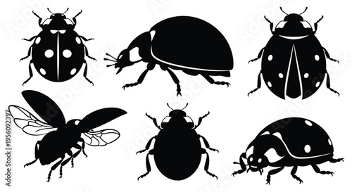 Beetle insects in different poses and shapes on white background