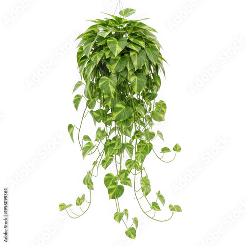 Fresh bunch of leafy green herbs hanging from a stem with natural drooping leaves