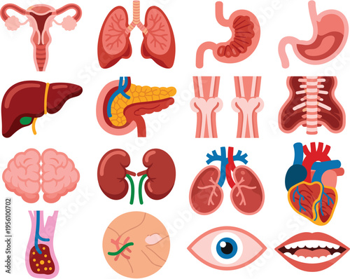 Human organs anatomy set with heart lungs brain stomach liver and kidneys medical education vector illustration collection