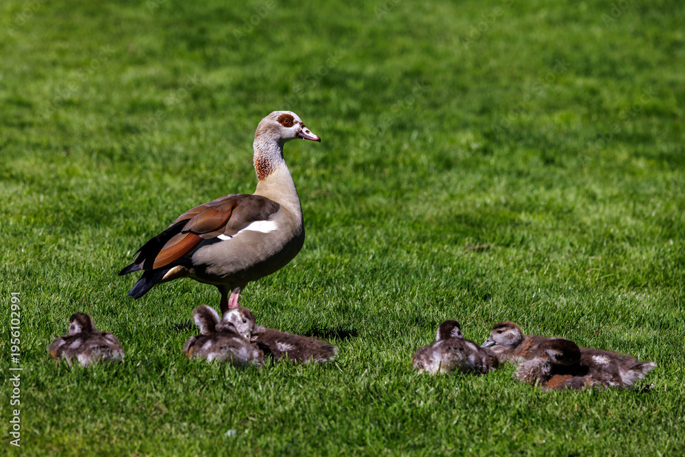 Obraz premium Nilgans (Alopochen aegyptiacus)