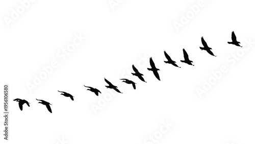 A flock of birds flying in a v formation against a white background