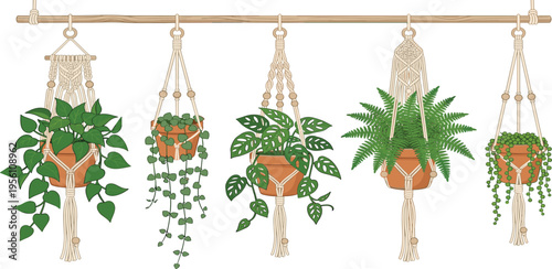 A charming collection of decorative houseplants in handmade macrame hangers, perfect for bohemian home decor and indoor gardening concepts