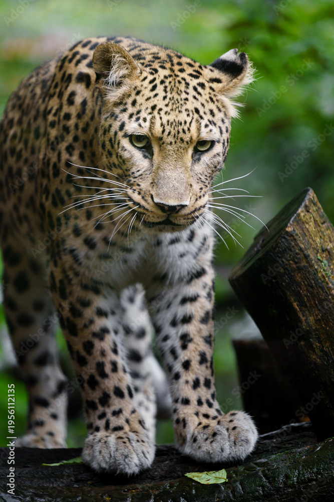 Fototapeta premium Portrait of Persian leopard in zoo