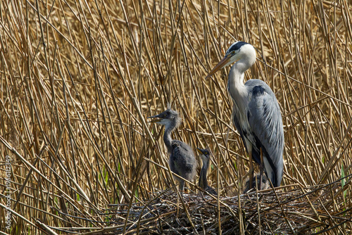 Graureiher (Ardea cinerea)
