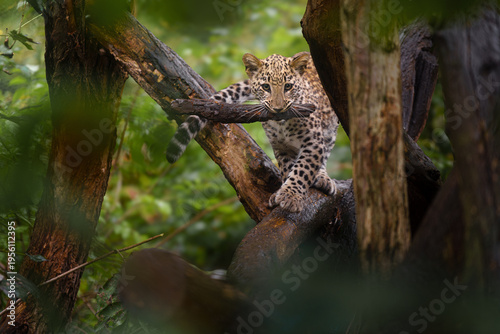 Portrait of Persian leopard in zoo