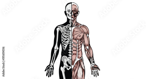 Human body anatomy illustration with skeletal and muscular systems exposed for medical education and healthcare concepts