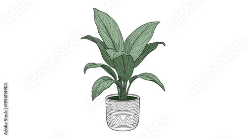 Beautiful green houseplant with large leaves in a decorative white pot with a geometric pattern on a white background.
