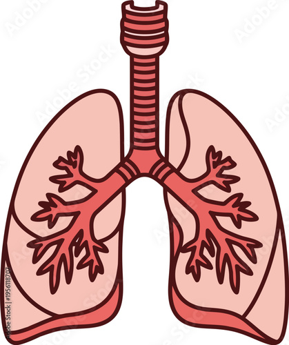 Human Lungs Anatomy Illustration with Trachea and Bronchial Tree Isolated on White Background