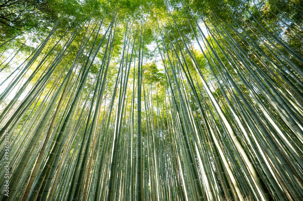 Fototapeta premium 日本の心、京都の竹林が癒やされる、緑の景色が美しい