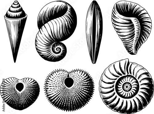 Collection of Black and White Engraved Seashells and Fossils White Background ammonite