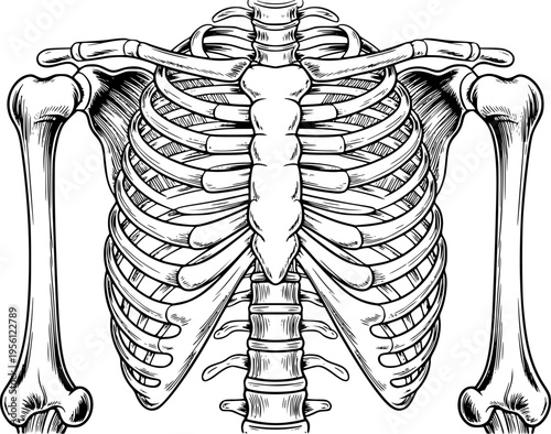 Detailed Black and White of a Human Torso Skeleton with Rib Cage and Arms White Background