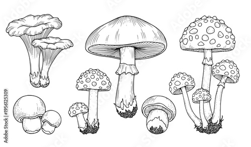 Poisonous Forest Mushroom Set Black Line Art Vector for Fantasy and Herbal Themes