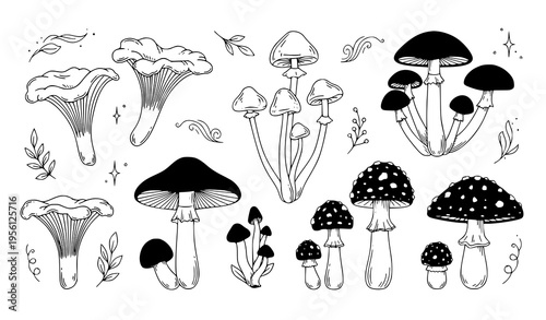 Forest Mushroom Vector Set with Chanterelles Fly Agarics and Witch Potion Ingredients
