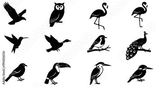 set of birds