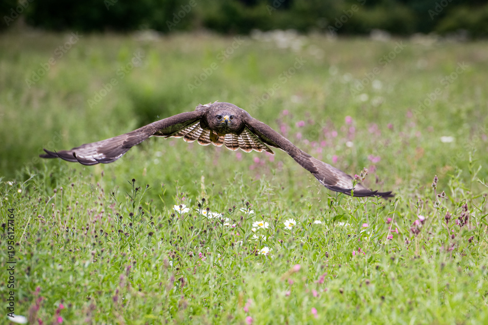 Fototapeta premium A common buzzard in flight over a meadow, hunting for prey. Its wings are spread wide as it scans the ground below.