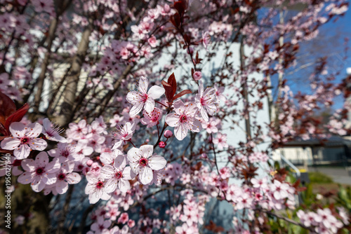 Cherry plum tree branches covered in delicate pink flowers during springtime