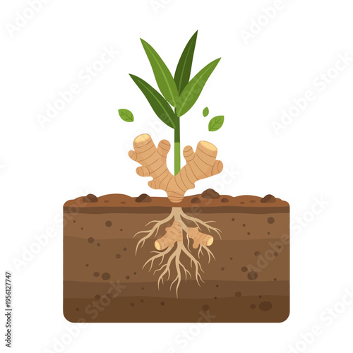 Illustration of a ginger plant growing from its rhizome underground, showing roots and soil layers.