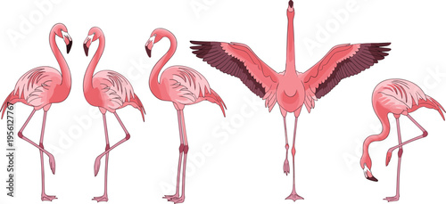 Pink flamingo birds set in different poses, tropical wildlife collection with standing walking and flying flamingos vector illustration