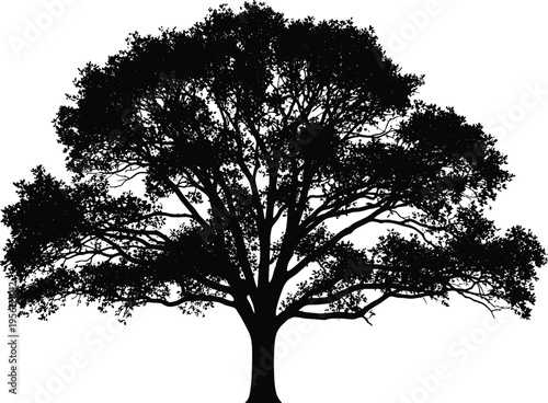Large oak tree silhouette with wide spreading branches, detailed black nature illustration isolated on white, ideal for environmental, landscape, ecology, logo, and design concepts