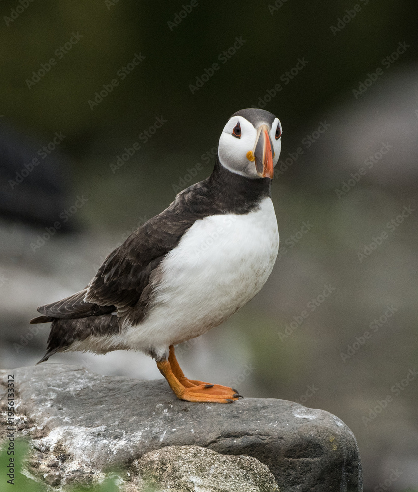 Fototapeta premium A puffin stands on a rock, its distinctive colorful beak and plumage clearly visible. Puffins are seabirds known for their nesting colonies on coastal cliffs and islands.