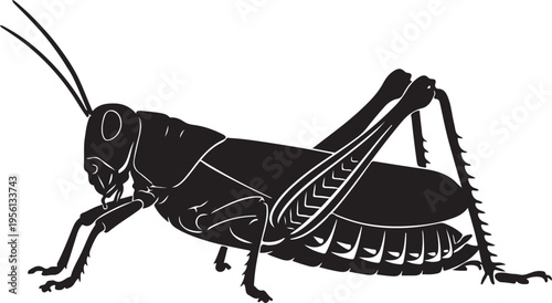 Black vector grasshopper illustration