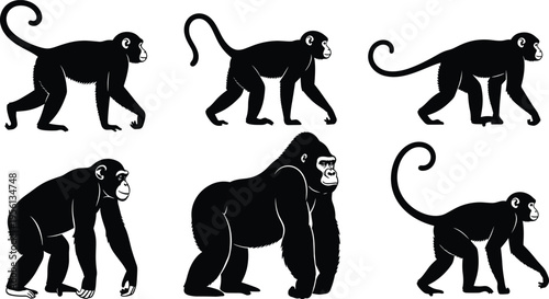 Monkey silhouettes, primates, chimpanzee, gorilla, wildlife illustration, animal icons, zoology, evolution, nature, species diversity, educational design, biology, mammals, jungle