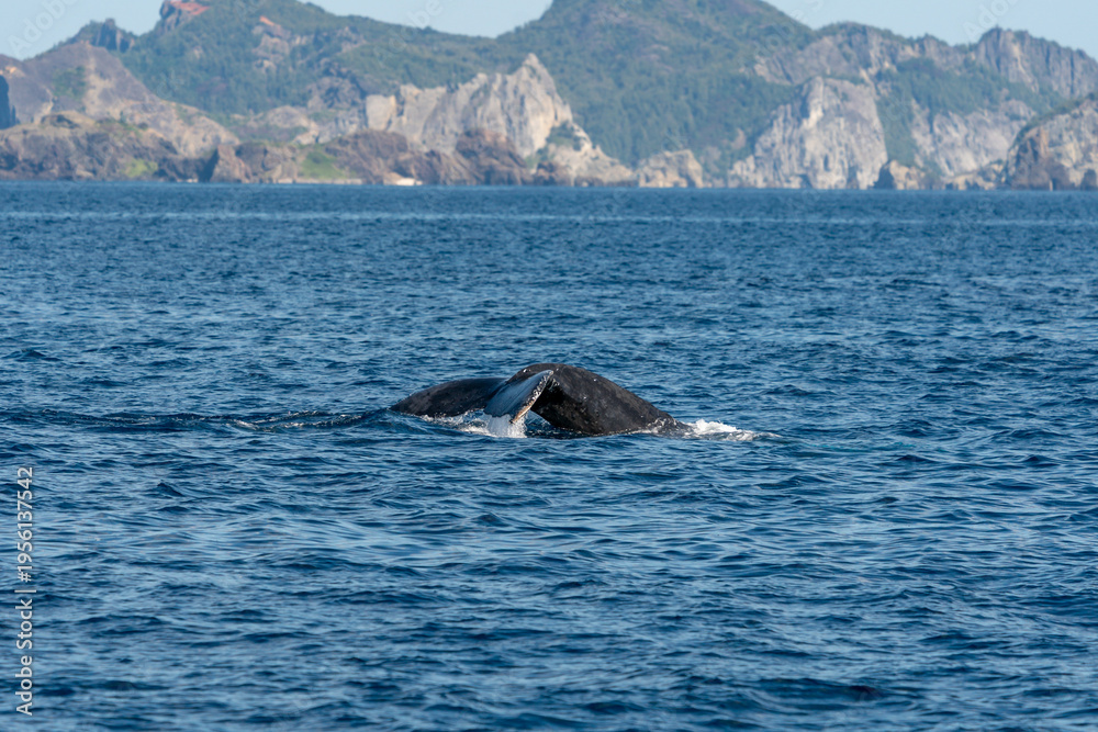 Fototapeta premium ザトウクジラ 小笠原