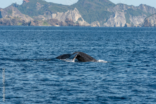 ザトウクジラ　小笠原