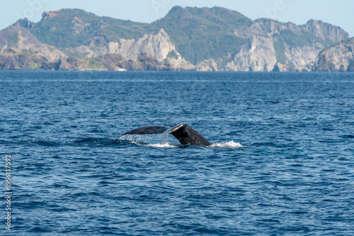 ザトウクジラ　小笠原