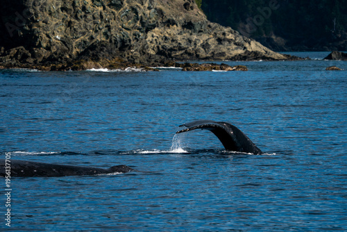 ザトウクジラ　小笠原